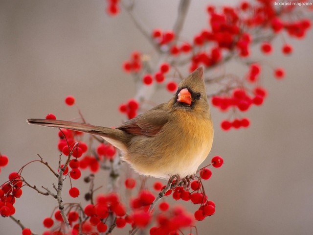 Bird on mountain ash display