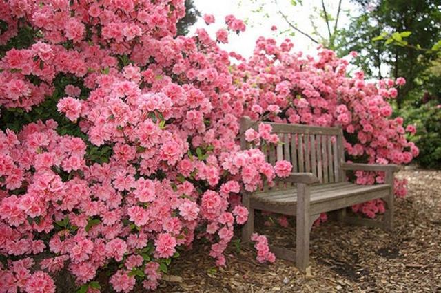 Mulheres primavera display