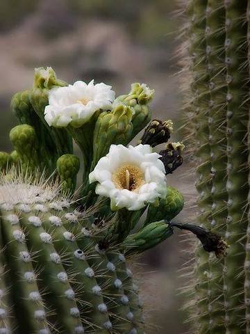 Cactus...minha terra display