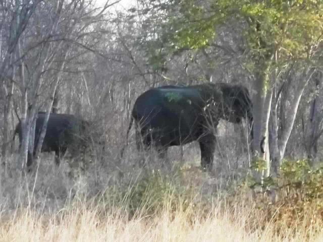 Elefante display