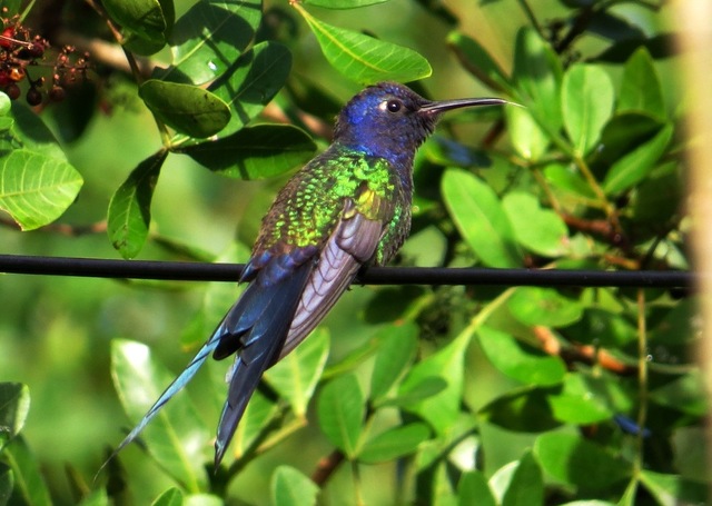 Beija flor tesoura display