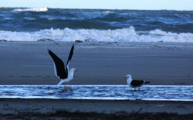 Gaivota display