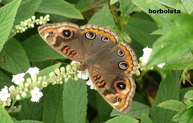 Borboleta display